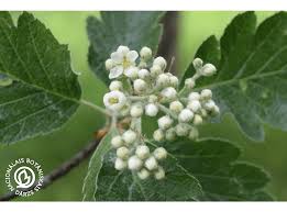 Attēlu rezultāti vaicājumam “Sorbus intermedia”