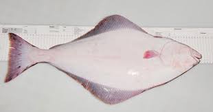 Image result for Hippoglossus hippoglossus