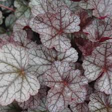 Image result for Heuchera `Swirling Fantasy`