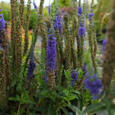 Attēlu rezultāti vaicājumam “Veronica spicata”