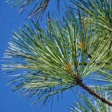 Attēlu rezultāti vaicājumam “Pinus ponderosa”