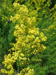 Attēlu rezultāti vaicājumam “Galium verum leaf”