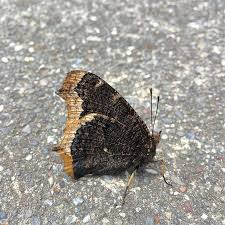 Attēlu rezultāti vaicājumam “Nymphalis antiopa underside”