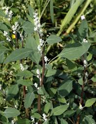 Attēlu rezultāti vaicājumam “Chenopodium acerifolium”