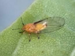 Attēlu rezultāti vaicājumam “Trioza dispar”