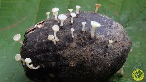 Attēlu rezultāti vaicājumam “Hymenoscyphus fructigenus”