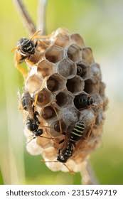 Attēlu rezultāti vaicājumam “Polistes nimpha”