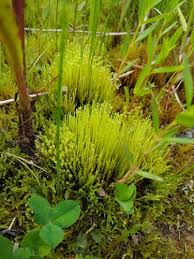 Attēlu rezultāti vaicājumam “Pohlia sphagnicola”