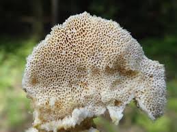 Attēlu rezultāti vaicājumam “Postia stiptica”