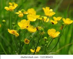 Attēlu rezultāti vaicājumam “Ranunculus bulbosus flower”