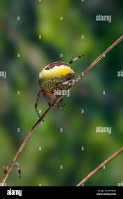 Attēlu rezultāti vaicājumam “Araneus marmoreus”