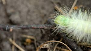 Attēlu rezultāti vaicājumam “Acronicta leporina larva”