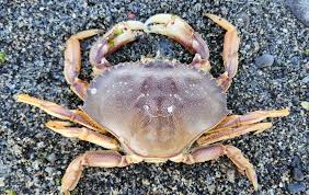 Image result for Metacarcinus magister