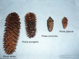 Attēlu rezultāti vaicājumam “Picea abies fruit”