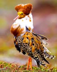 Attēlu rezultāti vaicājumam “Philomachus pugnax adult”