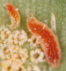 Attēlu rezultāti vaicājumam “Puccinia sessilis”