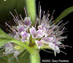 Attēlu rezultāti vaicājumam “Mentha arvensis flower”