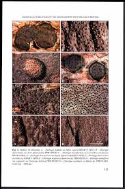 Attēlu rezultāti vaicājumam “Diatrype disciformis”