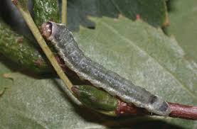Attēlu rezultāti vaicājumam “Thyatira batis larva”