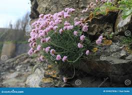 Attēlu rezultāti vaicājumam “Armeria vulgaris”