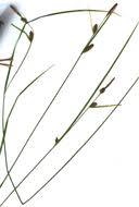 Attēlu rezultāti vaicājumam “Carex lasiocarpa fruit”