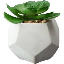 Image result for Mehikasvi