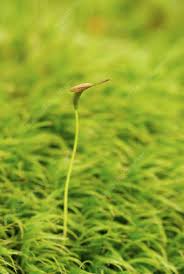 Attēlu rezultāti vaicājumam “Schistidium robustum sporophyte”