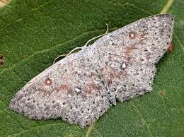 Attēlu rezultāti vaicājumam “Cyclophora pendularia”