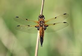 Attēlu rezultāti vaicājumam “Libellula quadrimaculata larva”