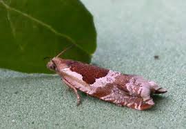 Attēlu rezultāti vaicājumam “Ancylis myrtillana”