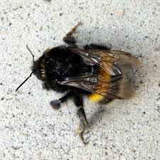 Attēlu rezultāti vaicājumam “Bombus terrestris”