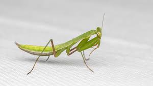 Attēlu rezultāti vaicājumam “Mantis religiosa”