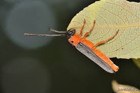 Attēlu rezultāti vaicājumam “Oberea oculata”