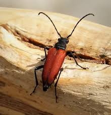 Attēlu rezultāti vaicājumam “Anastrangalia sanguinolenta”