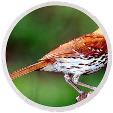 Image result for Toxostoma rufum