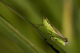 Attēlu rezultāti vaicājumam “Chrysochraon dispar”