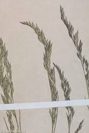 Attēlu rezultāti vaicājumam “Festuca psammophila”