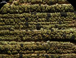 Attēlu rezultāti vaicājumam “Hypocenomyce friesii”