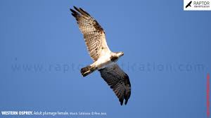 Attēlu rezultāti vaicājumam “Pandion haliaetus adult”
