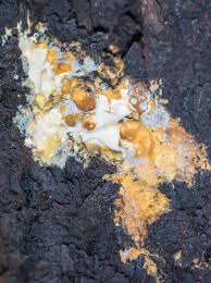 Attēlu rezultāti vaicājumam “Ceriporia”