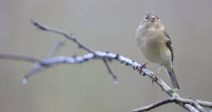 Attēlu rezultāti vaicājumam “Fringilla coelebs female”