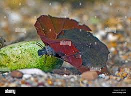 Attēlu rezultāti vaicājumam “Glyphotaelius pellucidus”