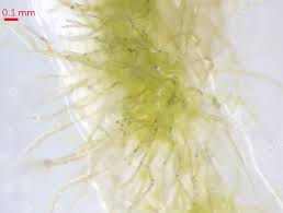 Attēlu rezultāti vaicājumam “Homalia trichomanoides sporophyte”