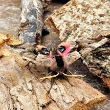 Attēlu rezultāti vaicājumam “Smerinthus ocellata”