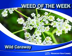 Attēlu rezultāti vaicājumam “Carum carvi flower”