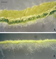 Attēlu rezultāti vaicājumam “Tussilago farfara leaf”