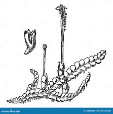 Attēlu rezultāti vaicājumam “Chiloscyphus polyanthos sporophyte”