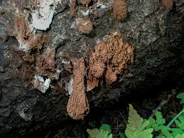 Attēlu rezultāti vaicājumam “Stemonaria irregularis”