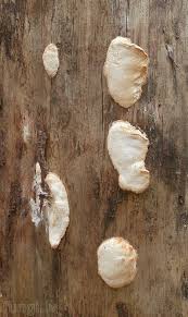 Attēlu rezultāti vaicājumam “Diplomitoporus flavescens”