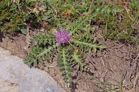 Attēlu rezultāti vaicājumam “Cirsium acaule flower”